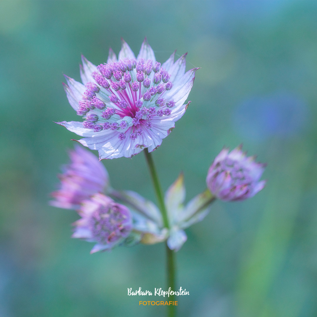 Barbara Klopfenstein Fotografie