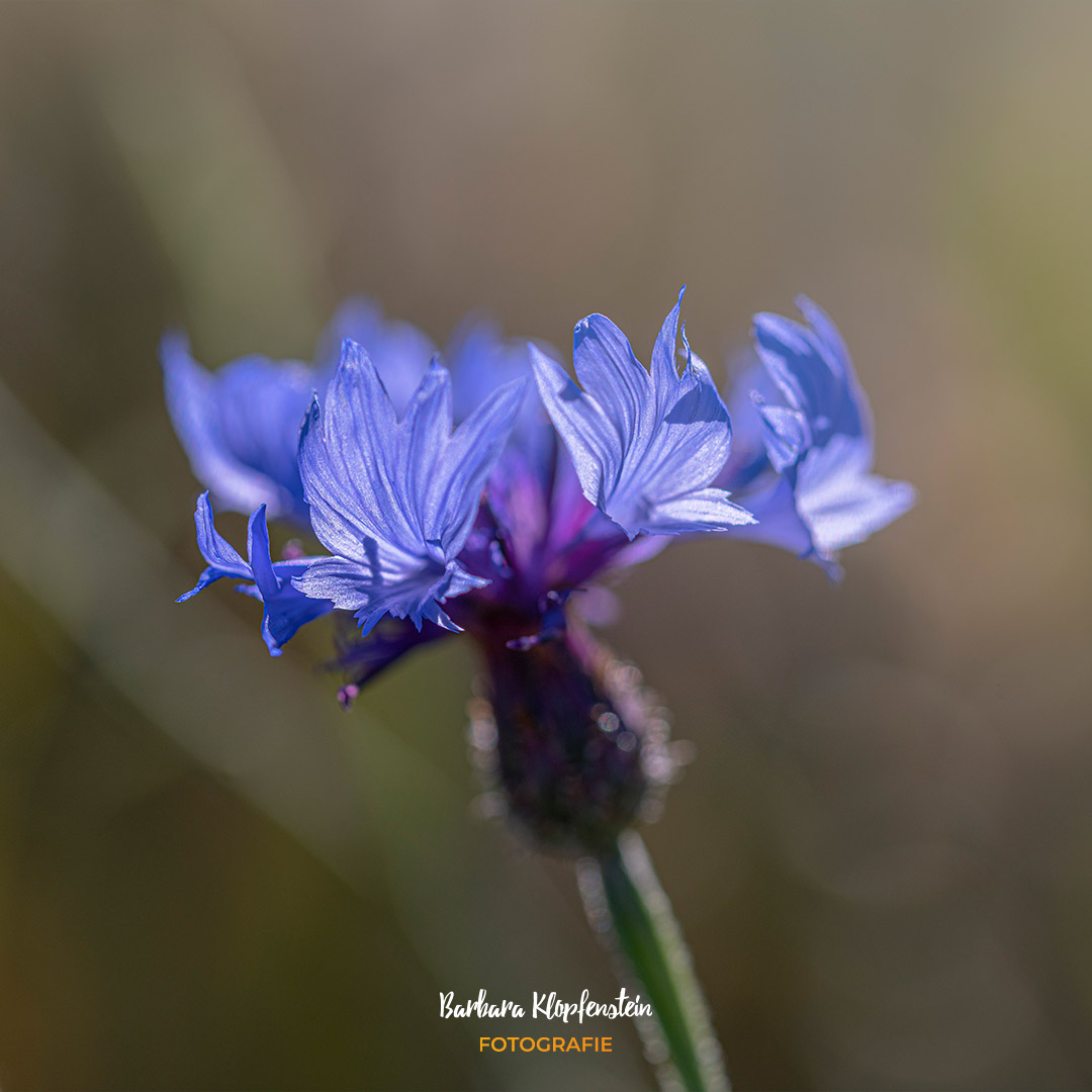 Barbara Klopfenstein Fotografie